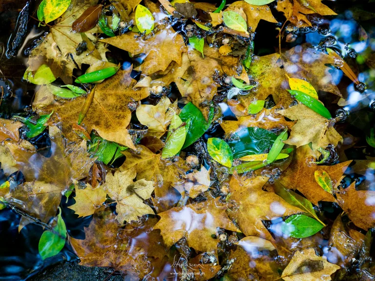 Hojas caídas de distintos tonos marrones y verdes flotando sobre el agua en un pequeño arroyo en Málaga. La superficie refleja la luz y el entorno mientras pequeñas burbujas y corrientes suaves rodean las hojas, evocando la atmósfera del otoño.