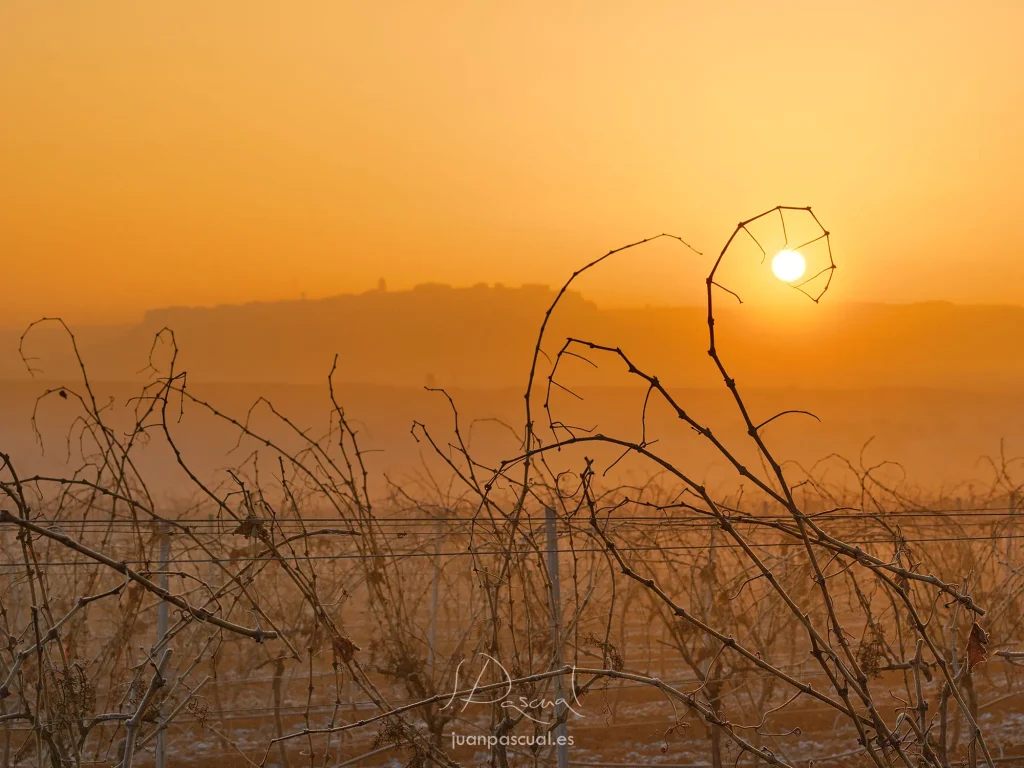 Atardecer invernal en La Mancha, donde las vides desnudas del viñedo dibujan siluetas orgánicas frente a un cielo dorado. El sol, bajo en el horizonte, se alinea con una de las ramas creando una composición natural y minimalista, mientras la neblina suave del fondo envuelve el paisaje manchego en una atmósfera cálida y serena