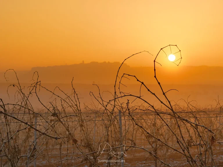 Atardecer invernal en La Mancha, donde las vides desnudas del viñedo dibujan siluetas orgánicas frente a un cielo dorado. El sol, bajo en el horizonte, se alinea con una de las ramas creando una composición natural y minimalista, mientras la neblina suave del fondo envuelve el paisaje manchego en una atmósfera cálida y serena